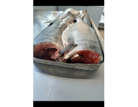 Cá hồi nguyên con - Nhật chum red