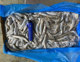 CÁ TRỨNG CANADA THÙNG XÁM SIZE 51-55 THÙNG 10KG LÔ NHẬP NGÀY 12/05/2026