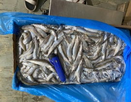 CÁ TRỨNG CANADA THÙNG XÁM SIZE 51-55 THÙNG 10KG LÔ NHẬP NGÀY 12/05/2026