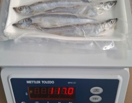 CÁ TRỨNG 6 CON (3 ĐỰC+3 CÁI)