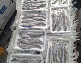 CÁ TRỨNG 6 CON (3 ĐỰC+3 CÁI)