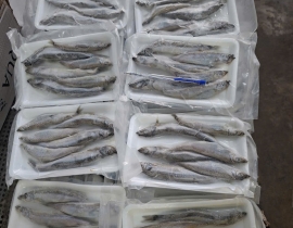 CÁ TRỨNG 6 CON (3 ĐỰC+3 CÁI)