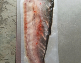 CÁ THÁT LÁT RÚT XƯƠNG SIZE 3 CON ( BAO TRƠN ) 