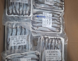 CÁ TRỨNG SIÊU TRỨNG 100% CON NÀO CŨNG CÓ TRỨNG