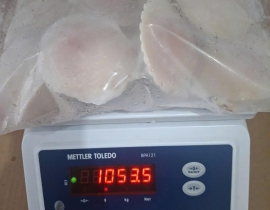 SÒ ĐIỆP NHẬT NỮA MẢNH - LOẠI LỚN 10-12 MẢNH/ KG Net5