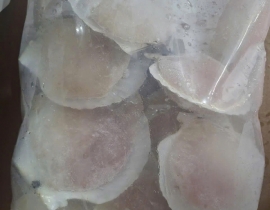 SÒ ĐIỆP NHẬT NỮA MẢNH - LOẠI LỚN 10-12 MẢNH/ KG Net5
