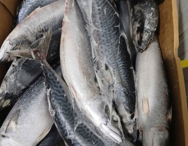 Cá saba ( nục bông ) đài loan