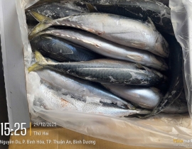 Cá saba ( nục bông ) đài loan