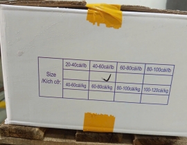 CỒI SÒ ĐIỆP 40/60 BAO HỒNG