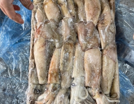 Mực argentina 200-300g