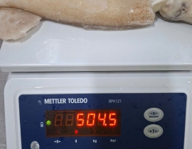 MỰC ỐNG ILEX LOẠI GIÒN SIZE 300G UP LỰA TỪ MỰC ỐNG NHẬP KHẨU 