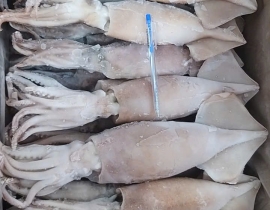 MỰC ỐNG ILEX LOẠI GIÒN SIZE 300G UP LỰA TỪ MỰC ỐNG NHẬP KHẨU 