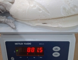 MỰC LÁ LÀM SẠCH NGUYÊN CON ĐÓNG XÔ N9 (ĐÃ BAO GỒM MẠ BĂNG) LÔ NHẬP NGÀY 24/04/2026