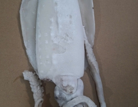 MỰC LÁ LÀM SẠCH NGUYÊN CON ĐÓNG XÔ N9 (ĐÃ BAO GỒM MẠ BĂNG) LÔ NHẬP NGÀY 24/04/2026