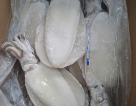 MỰC LÁ LÀM SẠCH NGUYÊN CON ĐÓNG XÔ N9 (ĐÃ BAO GỒM MẠ BĂNG) LÔ NHẬP NGÀY 24/04/2026