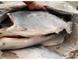 Cá hồi nguyên con coho aqua 9-10 Lbs