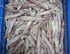 Mực trứng ghim 15 up hàng indo thùng 10 kg