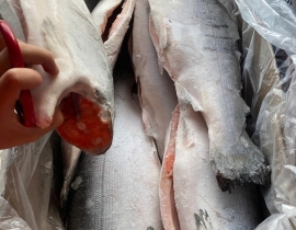 CÁ HỒI AYSEN COHO THÙNG 27KG LÔ NHẬP NGÀY 23/04/2026