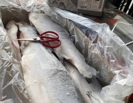 CÁ HỒI AYSEN COHO THÙNG 27KG LÔ NHẬP NGÀY 23/04/2026