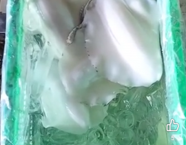 Mực lá lột da không chẻ bụng