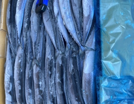 CÁ THU ĐAO NGUYÊN CON SIZE 2 (60GUP). THÙNG 10KG