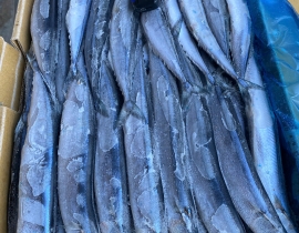 CÁ THU ĐAO NGUYÊN CON SIZE 2 (60GUP). THÙNG 10KG