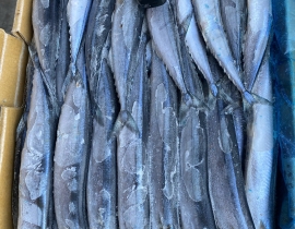 CÁ THU ĐAO NGUYÊN CON SIZE 2 (60GUP). THÙNG 10KG