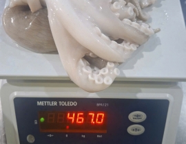 Bạch tuộc 2 da net 7