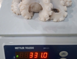 Bạch tuộc 2 da net 7