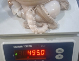 Bạch tuộc 2 da net 7