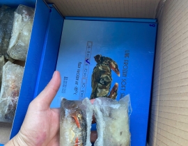 CUA LỘT A N7 SIZE 8-10 THÙNG 10KG LÔ NHẬP NGÀY 13/05/2026
