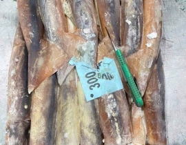 MỰC ỐNG INDO ( ILEX ) HÀNG LỖI BỊ ĐỎ BỤNG