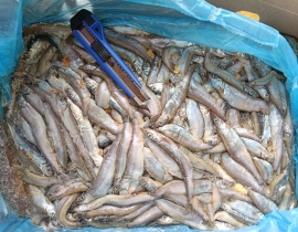 CÁ TRỨNG CANADA THÙNG XÁM 10KG CONT NHẬP 23/04/2026