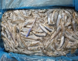 CÁ TRỨNG CANADA THÙNG XÁM 10KG CONT NHẬP 23/04/2026