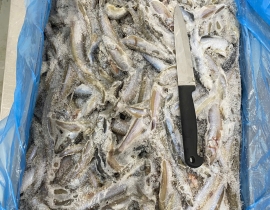 CÁ TRỨNG CANADA THÙNG XÁM 10KG CONT NHẬP 23/04/2026