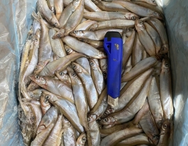 CÁ TRỨNG CANADA THÙNG XÁM 10KG CONT NHẬP 23/04/2026