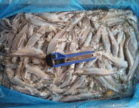 CÁ TRỨNG CANADA THÙNG XÁM 10KG CONT NHẬP 23/04/2026