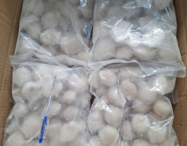 RĂNG MỰC NANG MẠ BĂNG TÚI 1KG N6 (36-39 CÁI) LÔ NHẬP NGÀY 15/05/2026