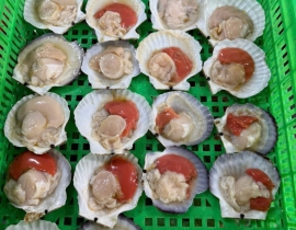 SÒ ĐIỆP NHẬT TÁCH NỬA MẢNH