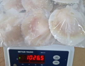 SÒ ĐIỆP NHẬT NỮA MÃNH 7-8CON/KG TÚI 1KG N5 LÔ NHẬP NGÀY 06/05/2026