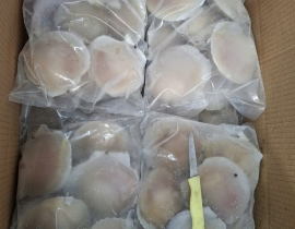 SÒ ĐIỆP NHẬT NỮA MÃNH 7-8CON/KG TÚI 1KG N5 LÔ NHẬP NGÀY 06/05/2026