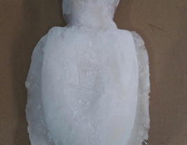 MỰC NANG LÀM SẠCH TRẮNG ĐẸP 1KG-2KG N7 (ĐÃ BAO GỒM MẠ BĂNG) LÔ NHẬP NGÀY 23/04/2026