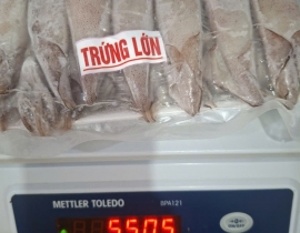 MỰC TRỨNG LỚN 100% TRỨNG - ĐÃ LÀM SẠCH NỘI TẠNG - MẮT RĂNG 
