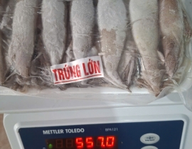 MỰC TRỨNG LỚN 100% TRỨNG - ĐÃ LÀM SẠCH NỘI TẠNG - MẮT RĂNG 
