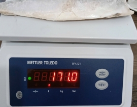 Cá sapa nauy fillet 