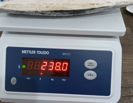 Cá sapa nauy fillet 