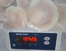 SÒ ĐIỆP NHẬT NỮA MÃNH 10-12CON/KG TÚI 1KG N5 LÔ NHẬP NGÀY 04/05/2026