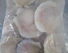 SÒ ĐIỆP NHẬT NỮA MÃNH 10-12CON/KG TÚI 1KG N5 LÔ NHẬP NGÀY 04/05/2026