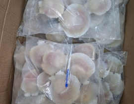 SÒ ĐIỆP NHẬT NỮA MÃNH 10-12CON/KG TÚI 1KG N5 LÔ NHẬP NGÀY 04/05/2026