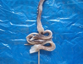 Râu mực xiên que